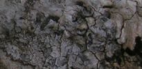 Lecanographa dialeuca